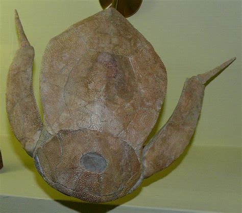 Placodermi - Wikipedia | Fish fossil, Fossils, Prehistoric animals