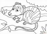 Opossum coloring Page  Free Printable Coloring Pages sketch template