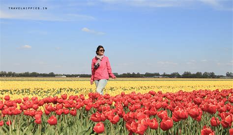 Cycling From Amsterdam to the Tulip Fields in Holland