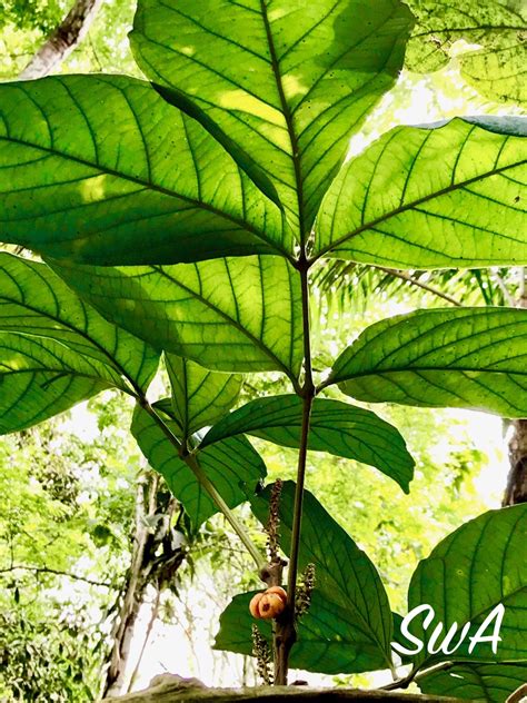 Tropical Biodiversity - Santarém - Pará - Brasil: Guaraná Plant at Bosque Santa Lúcia - 16.02.2017