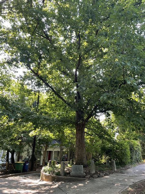 The Tree That Owns Itself – Athens, Georgia - Atlas Obscura