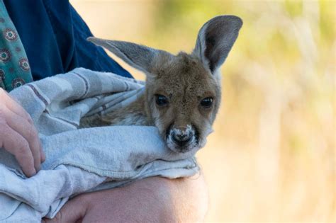 Visiting The Kangaroo Sanctuary Alice Springs - Explore Shaw