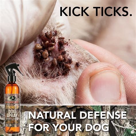 How To Remove A Tick From A Dog's Inner Ear - HOWOTREMO