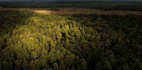 Bialowieza Forest - Klaus Nigge Photography