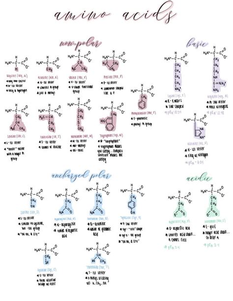 figured i’d share my amino acid cheat sheet that i put together!! it’s helped me a lot :) : r/Mcat