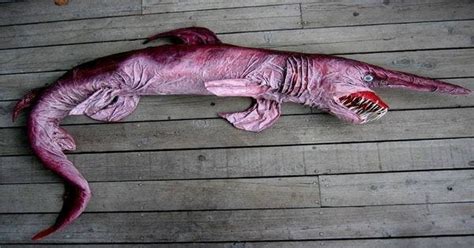 The goblin shark, a deep sea creature that's been spotted less than 50 times since its discovery ...