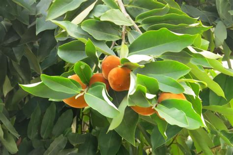 Photography with Dr. Ernie.: Kamagong (Diospyros blancoi) tree with fruits (Mabolos)