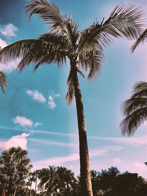 Aesthetic palm tree wallpaper in 2020 | Paradise island bahamas, Paradise island, Bahamas