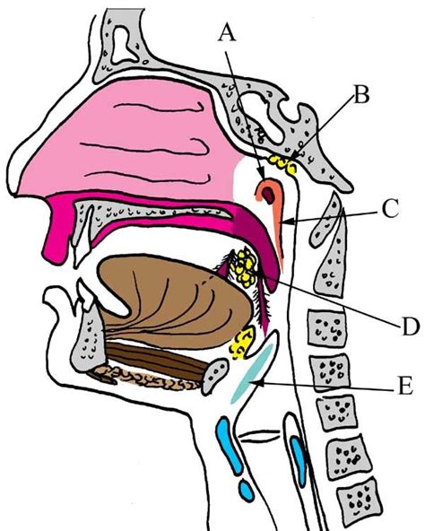 Sagital section of the head and neck (coloring book): A - Torus ...