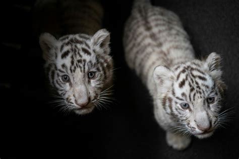 China purrs over white tiger triplets