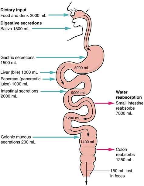 Chemical Digestion and Absorption: A Closer Look | Anatomy and Physiology