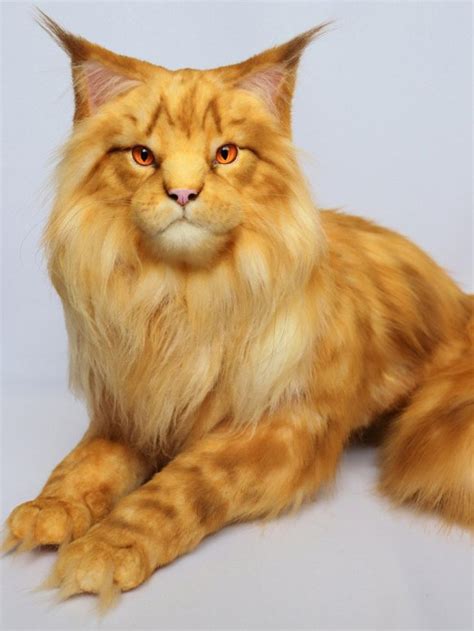 Red Maine Coon Cat by Anastasia Bashkirova | Tedsby