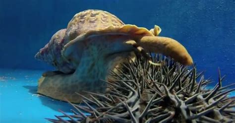 How A Huge, Beautiful Snail Could Save The Great Barrier Reef | HuffPost Australia