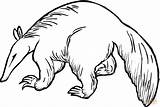 Anteater 6 coloring Page  Free Printable Coloring Pages sketch template