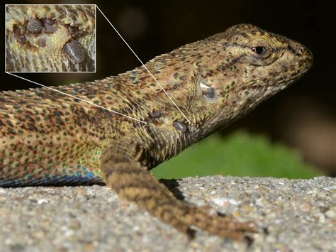 Western Fence Lizard (Sceloporus occidentalis) with mating colors - and ...