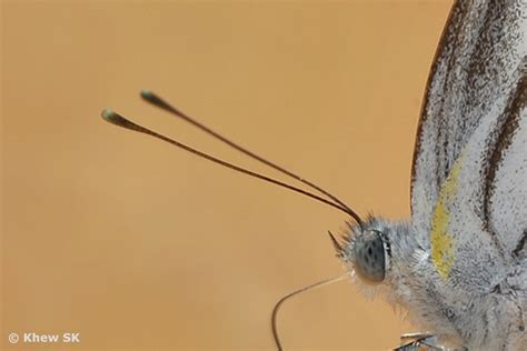 Butterflies of Singapore: The Butterfly Antennae