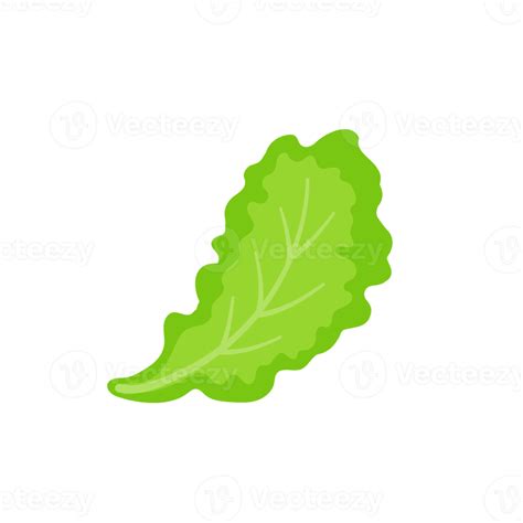 Lettuce. Green leafy vegetables for a healthy salad. 14473970 PNG