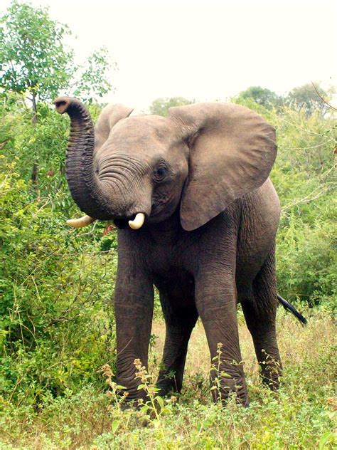 Africa South Elephant · Free photo on Pixabay