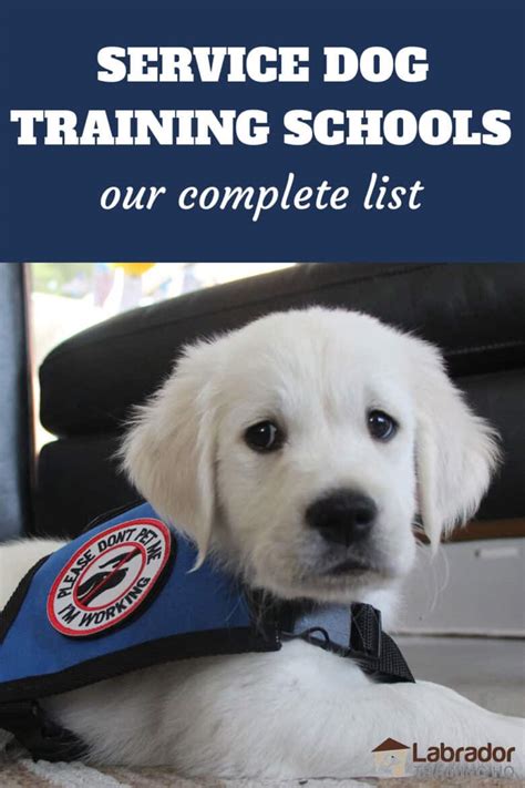 Service Dog Training Schools And How To Train A Service Dog - LabradorTrainingHQ