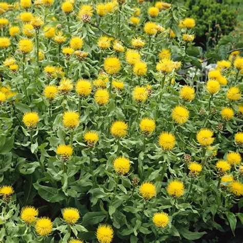 Centaurea Macrocephala Perennial Drought Tolerant Cornflower Garden Seeds