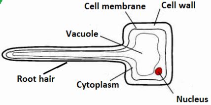 Root Hair Cell - Transport in Flowering Plants