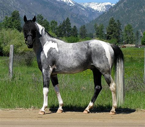 blue roan minimal tobiano | Horse breeds, Horses, Pretty horses