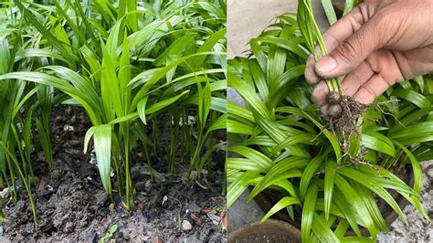 Areca Palm Germination Result (Day1- Day 70) . Grow areca from seed ...