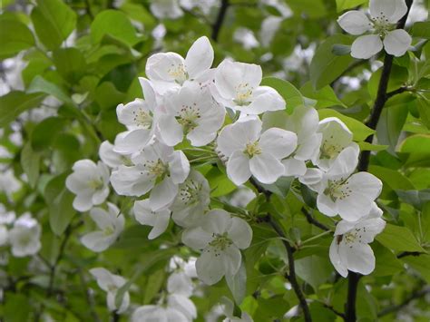 White Flowering Dogwood Smell - Dogwood Tree Planting Care Varieties And Facts Hgtv : It has ...