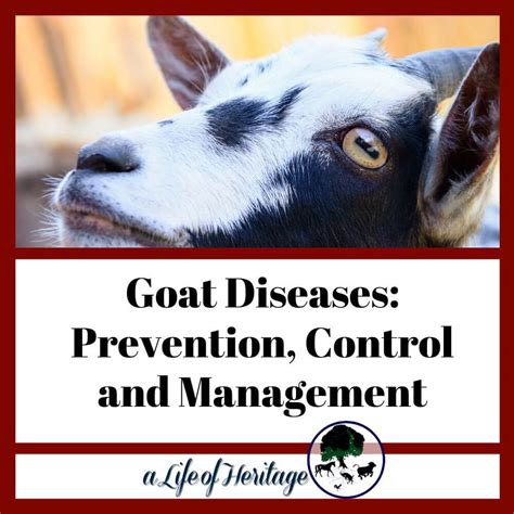 Goat Diseases: Prevention, Control and Management