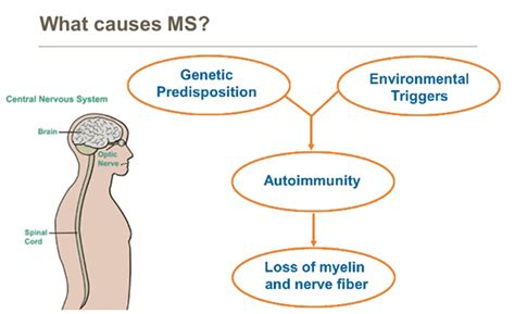 Multiple Sclerosis Causes - Philadelphia Holistic Clinic - New Approach