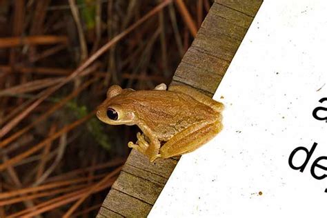 17 Types of Tree Frogs in Florida (Pictures) - The Critter Hideout