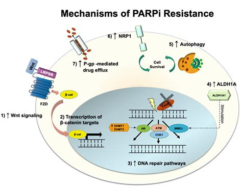 Mechanisms of chemotherapy resistance in ovarian cancer