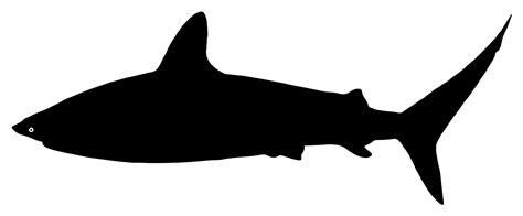 File:Shark silhouette.svg - Wikimedia Commons