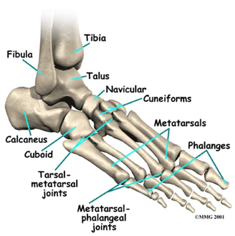 Diagram showing metatarsal bones of the foot. | Download Scientific Diagram