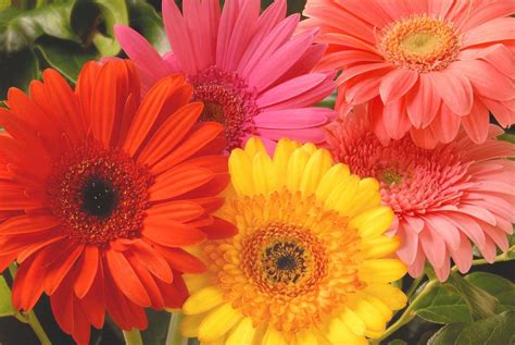 Gerbera Daisies Wallpapers - Wallpaper Cave