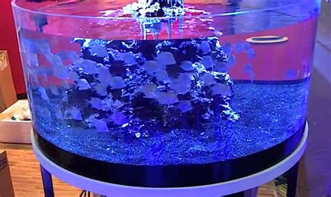 Proaquatix’s circular lookdown aquarium easily one of the best at MACNA (video) | Reef Builders ...