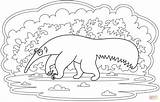 Desenho De Tamanduá Para Colorir  Desenhos E Imprimir Gratis sketch template