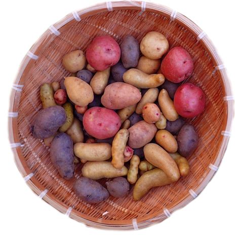 Heritage Potato Varieties | Heritage Potatoes - Canada