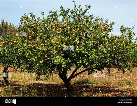 Lemon tree (Citrus limon), tree with fruits Stock Photo - Alamy