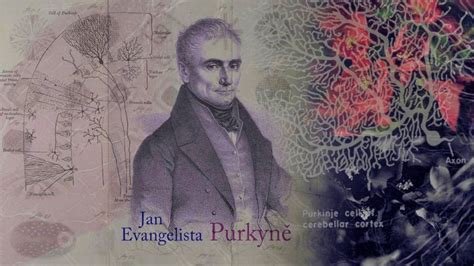 Jan Evangelista Purkinje: Pioneer of Neuroscience, and Research on Vision - Malevus