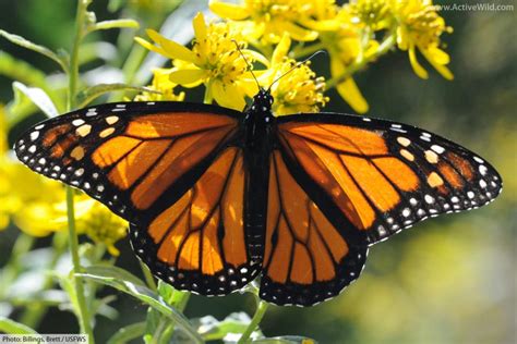 The Life Cycle Of The Monarch Butterfly With Pictures & Facts