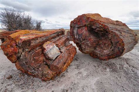 Formation Process of Petrified Wood