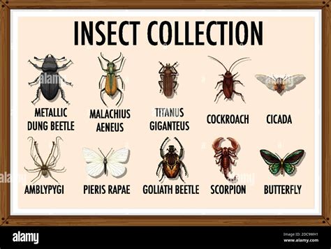 Entomology list of insect collection illustration Stock Vector Image ...