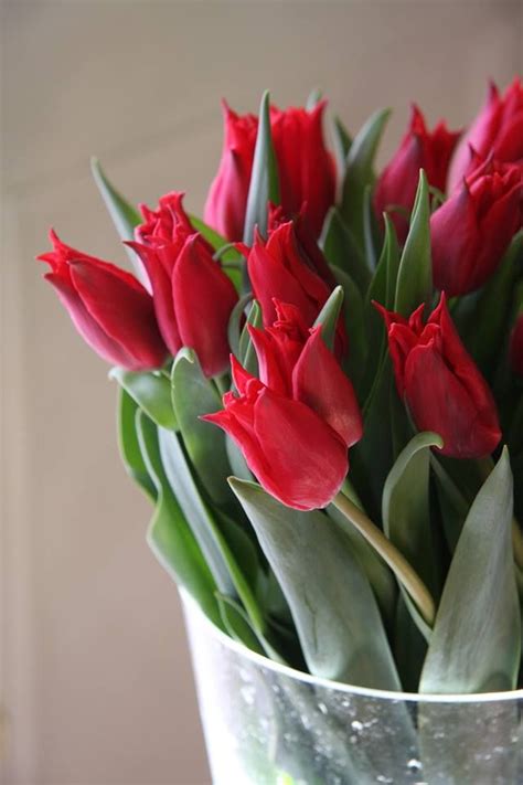 red tulip means desperate love and yellow means hopelessly in love | Red tulips, Beautiful ...