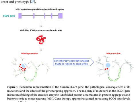 Schematic representation of the human SOD1 gene, the pathological... | Download Scientific Diagram