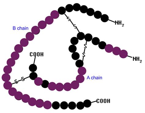 Insulin structure with the active parts of insulin in purple ...