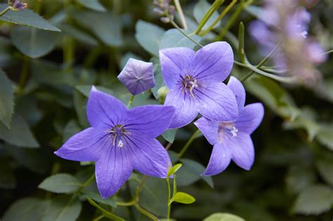 14 Best Fall-Blooming Flowers for Your Perennial Garden