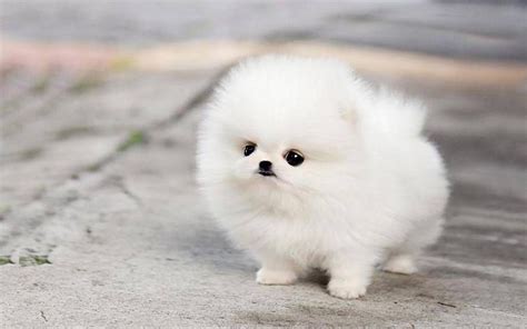 Pomeranian Puppies Wallpapers - Wallpaper Cave