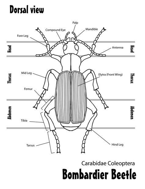 Invertebrate Diversity