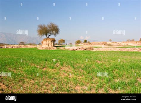 Unusual tree in eroded landscape, Punjab, Pakistan Stock Photo - Alamy